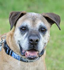 Boxer Dogs for adoption in Alameda, CA, USA