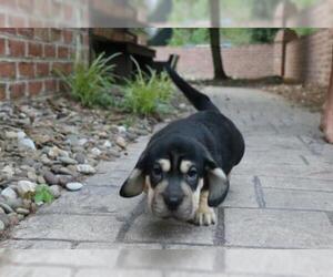 Ba-Shar Dogs for adoption in Mechanicsburg, PA, USA