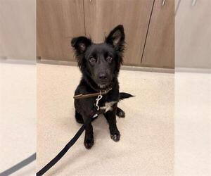 German Shepherd Dog Dogs for adoption in Baytown, TX, USA