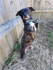 Chiweenie Dogs for adoption in Bardstown, KY, USA