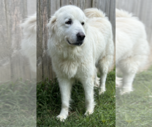 Medium Photo #1 Great Pyrenees Puppy For Sale in Thomasville, NC, USA