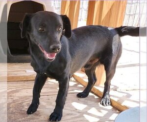 Labrador Retriever-Unknown Mix Dogs for adoption in Los Lunas, NM, USA
