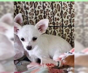 Chihuahua Dogs for adoption in Santa Rosa, CA, USA