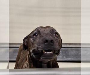 American Pit Bull Terrier Dogs for adoption in Bakersfield, CA, USA