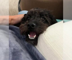 Poodle (Miniature) Dogs for adoption in San Diego, CA, USA