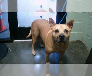 American Pit Bull Terrier-Unknown Mix Dogs for adoption in Tulsa, OK, USA