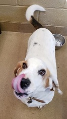 Basset Hound Dogs for adoption in Canon City, CO, USA
