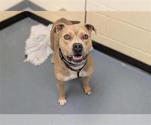American Pit Bull Terrier Dogs for adoption in Denver, CO, USA