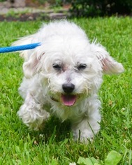 Maltese Dogs for adoption in Huntington, NY, USA