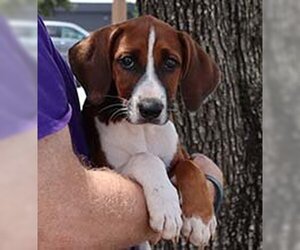 English Foxhound-Unknown Mix Dogs for adoption in Chantilly, VA, USA