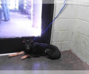 German Shepherd Dog-Unknown Mix Dogs for adoption in Tulsa, OK, USA