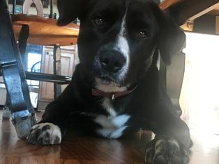 Borador Dogs for adoption in Shakopee, MN, USA