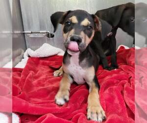 American Staffordshire Terrier-Unknown Mix Dogs for adoption in San Antonio, TX, USA