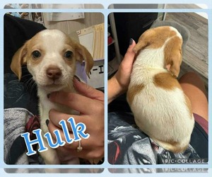 Chiweenie Dogs for adoption in Wakefield, RI, USA