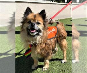 Pomeranian Dogs for adoption in Dripping Springs, TX, USA
