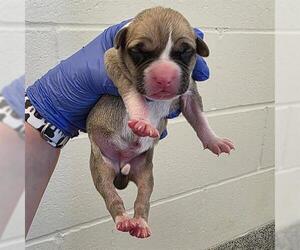 American Staffordshire Terrier-Unknown Mix Dogs for adoption in Houston, TX, USA