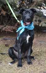 Lab-Pointer Dogs for adoption in Shakopee, MN, USA