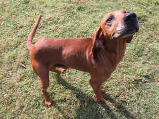Redbone Coonhound Dogs for adoption in Charlotte, NC, USA