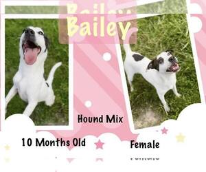 Mutt Dogs for adoption in Jacksonville, NC, USA