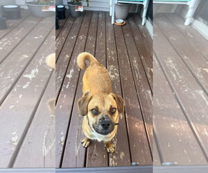 Puggle Dogs for adoption in New London, WI, USA