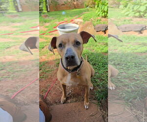 Mutt Dogs for adoption in Shelburne, VT, USA