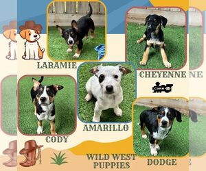 Mutt Dogs for adoption in Lindsay, CA, USA