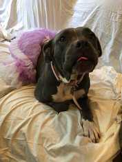American Pit Bull Terrier-Bulldog Mix Dogs for adoption in Sylmar, CA, USA