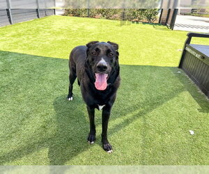 German Shepherd Dog Dogs for adoption in Orange, CA, USA