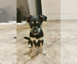 Mutt Dogs for adoption in San Diego, CA, USA