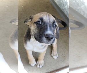 Australian Shepherd-Unknown Mix Dogs for adoption in Estherville, IA, USA