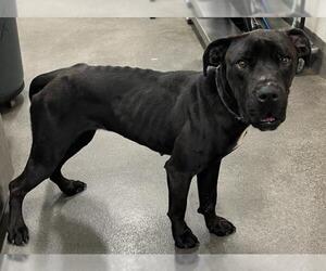Mastiff-Unknown Mix Dogs for adoption in Forestville, MD, USA