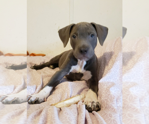 Labmaraner Dogs for adoption in Doylestown, PA, USA