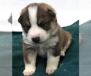 Mutt Dogs for adoption in Thief River Falls, MN, USA