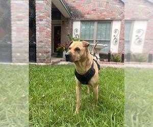 Chinese Shar-Pei-Unknown Mix Dogs for adoption in San Antonio, TX, USA