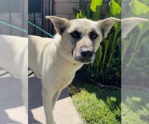 German Shepherd Dog-Unknown Mix Dogs for adoption in HESPERIA, CA, USA