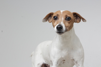 Medium Photo #1 Jack Russell Terrier Puppy For Sale in Eden Prairie, MN, USA