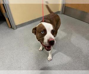 American Pit Bull Terrier-Unknown Mix Dogs for adoption in Orange, CA, USA