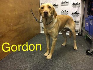 Golden Retriever Dogs for adoption in Waycross, GA, USA