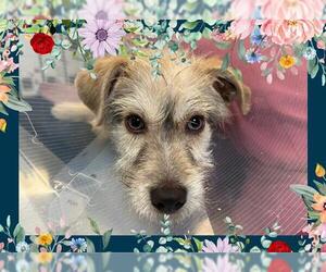 Mutt Dogs for adoption in Ojai, CA, USA