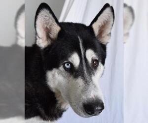 Alaskan Husky Dogs for adoption in Los Banos, CA, USA