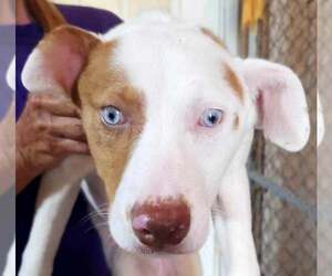 American Pit Bull Terrier Dogs for adoption in Lee's Summit, MO, USA