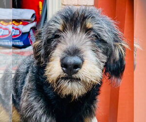 Mutt Dogs for adoption in Canton, CT, USA