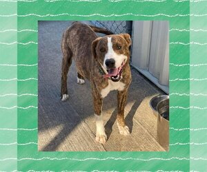 American Pit Bull Terrier-Mountain Cur Mix Dogs for adoption in Elgin, IL, USA