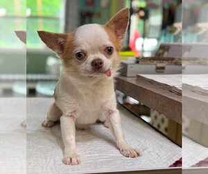 Chihuahua Dogs for adoption in Benton, LA, USA