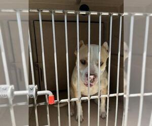 American Pit Bull Terrier-Unknown Mix Dogs for adoption in Oklahoma City, OK, USA