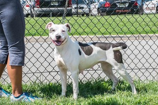 Small American Staffordshire Terrier Mix