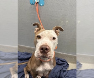 Mutt Dogs for adoption in Las Vegas, NV, USA