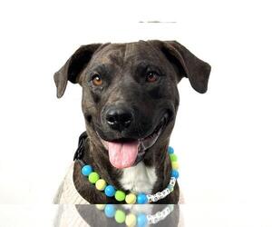 Mutt Dogs for adoption in Fort Collins, CO, USA