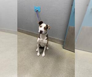 Mutt Dogs for adoption in Las Vegas, NV, USA