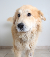 Great Pyrenees Dogs for adoption in Eden Prairie, MN, USA
